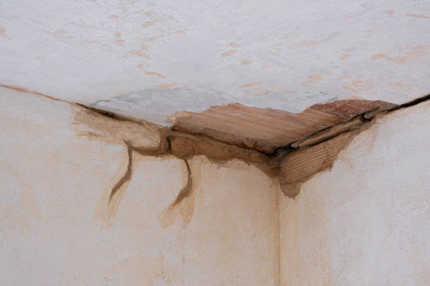 Best Water damage restoration mold remediation  in Butler, MO